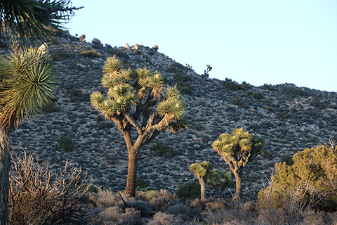 Joshua trees in Joshua Tree National Park