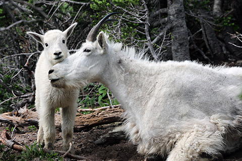Mountain goats in Glacier National Park